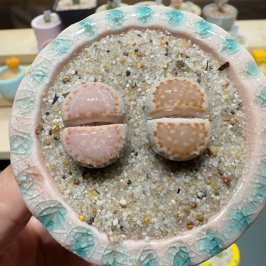 红陶蘑菇347c216饼gan