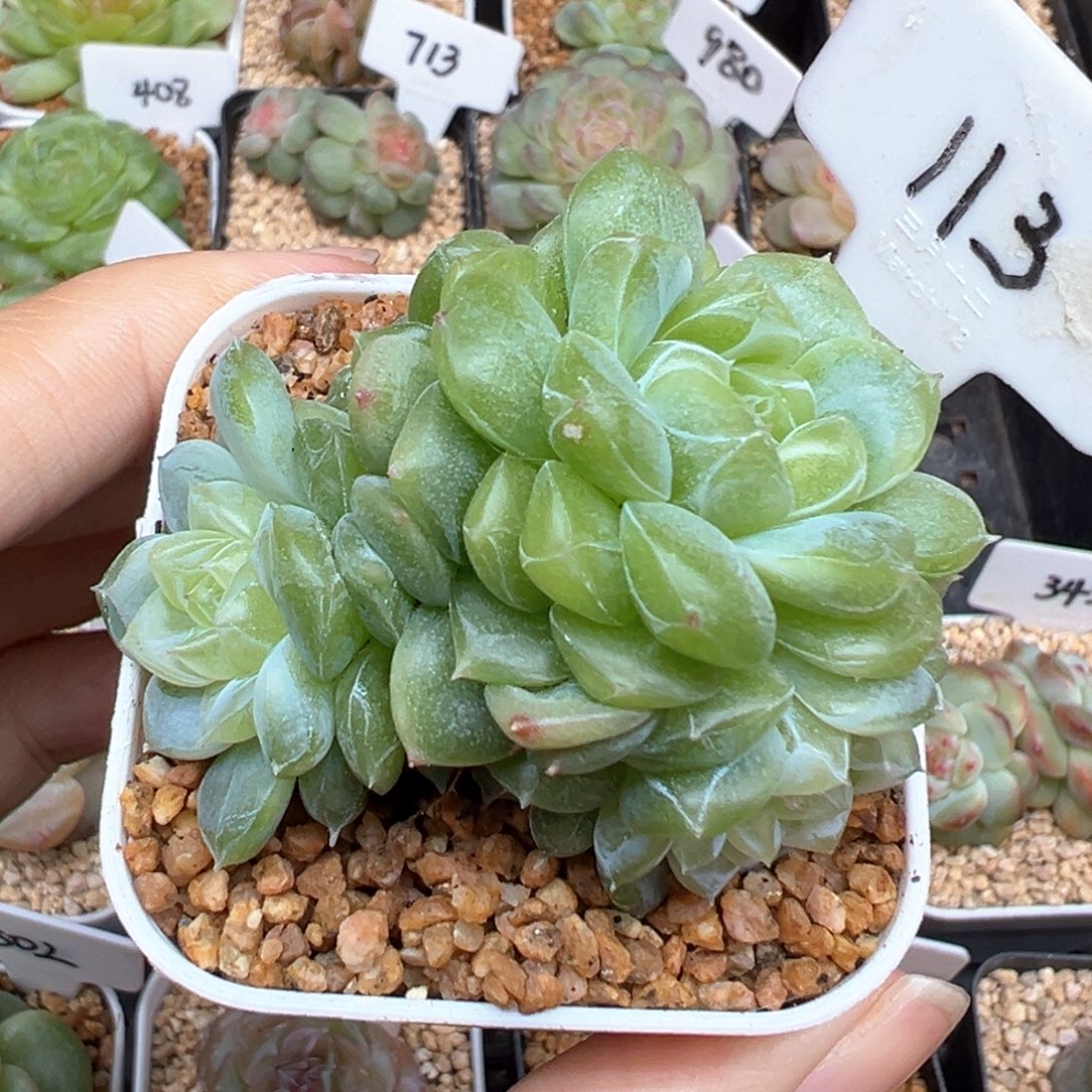 113号泼天富贵4头