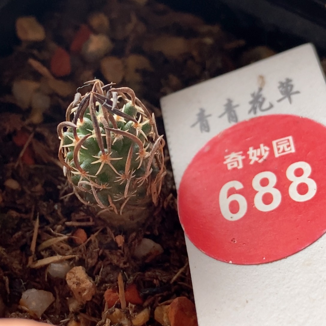 实生碳刺升龙丸娇丽1.1cm