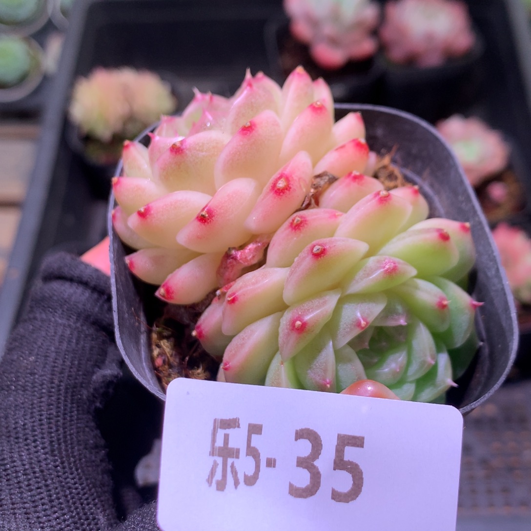 乐然 5-35 麦秆双头 