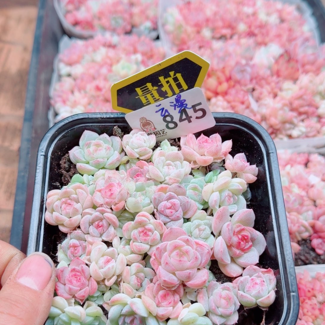 多肉植物多肉植物