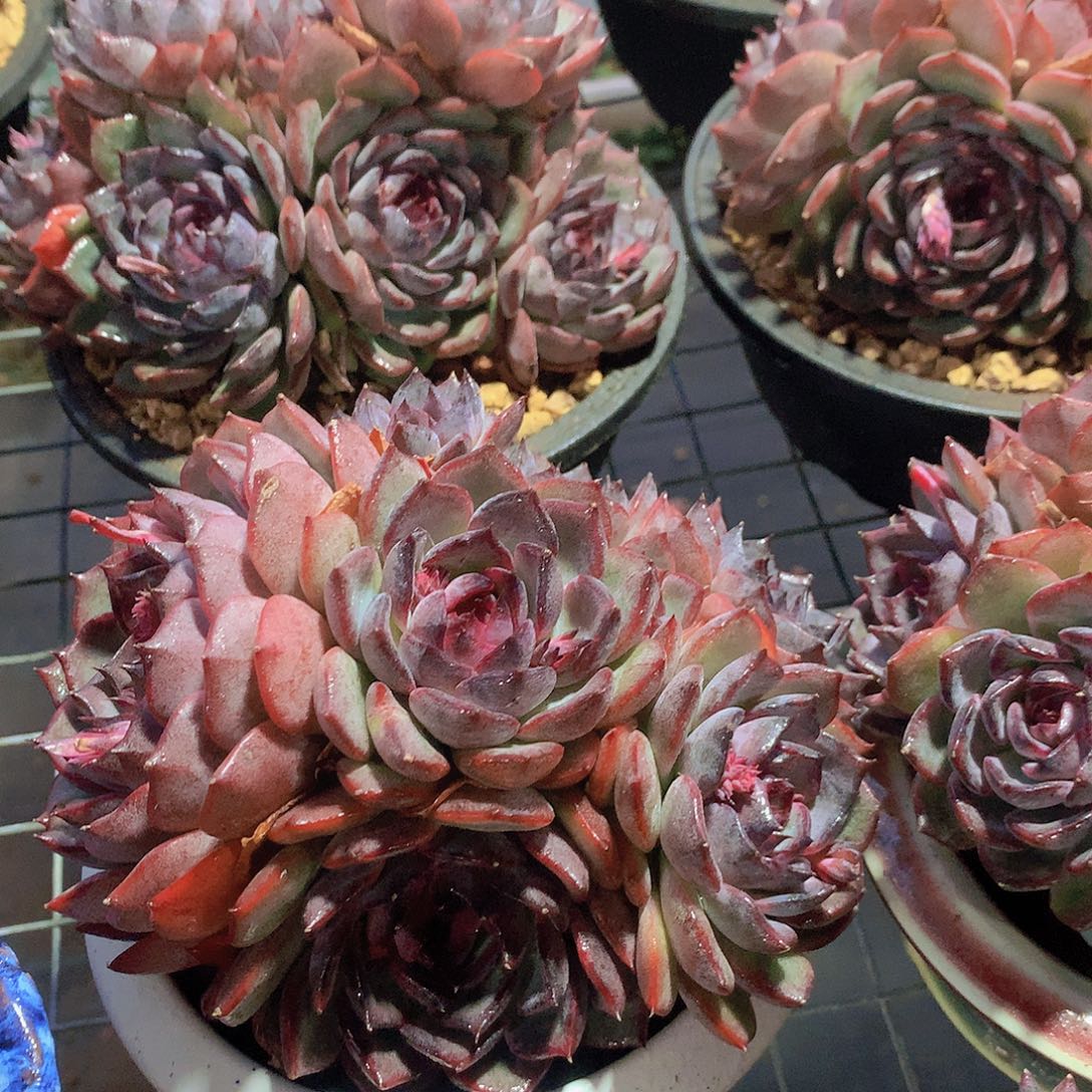 蓝色妖姬3456788990000