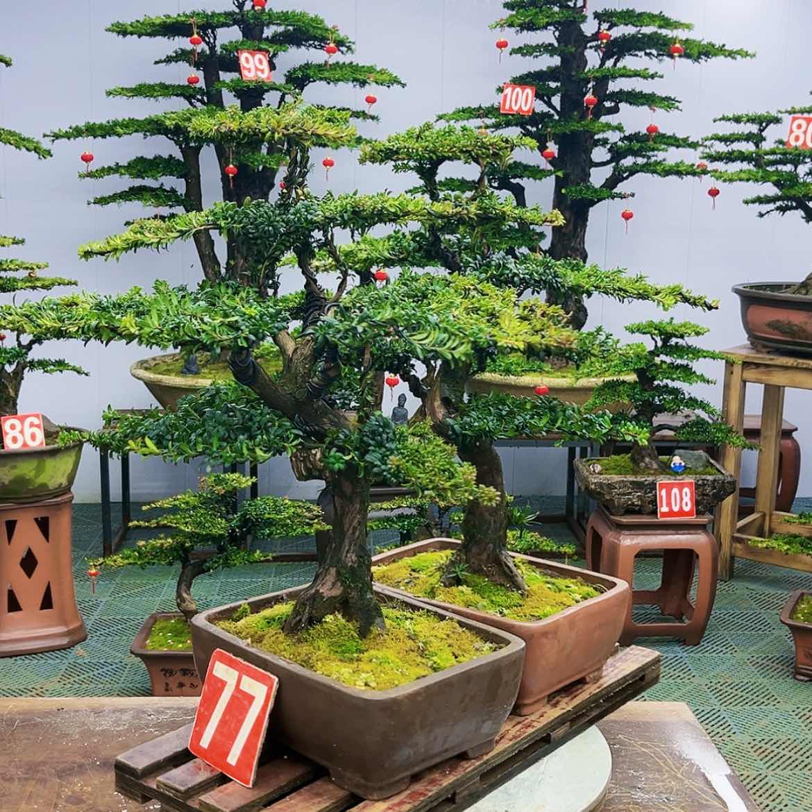 【闪购商品】罗汉松盆景艺术的发展