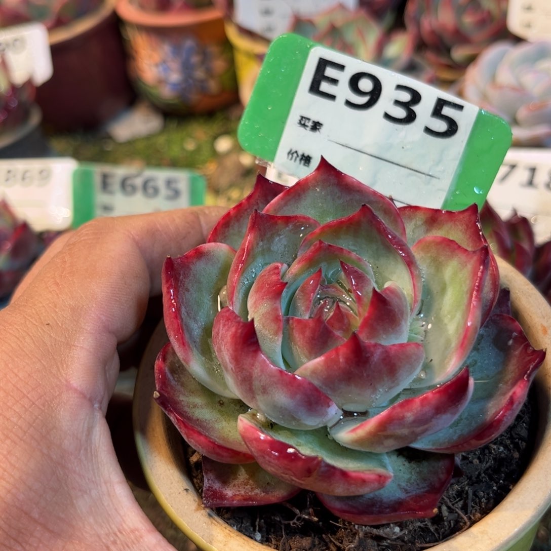 惊鸿一瞥935号多肉