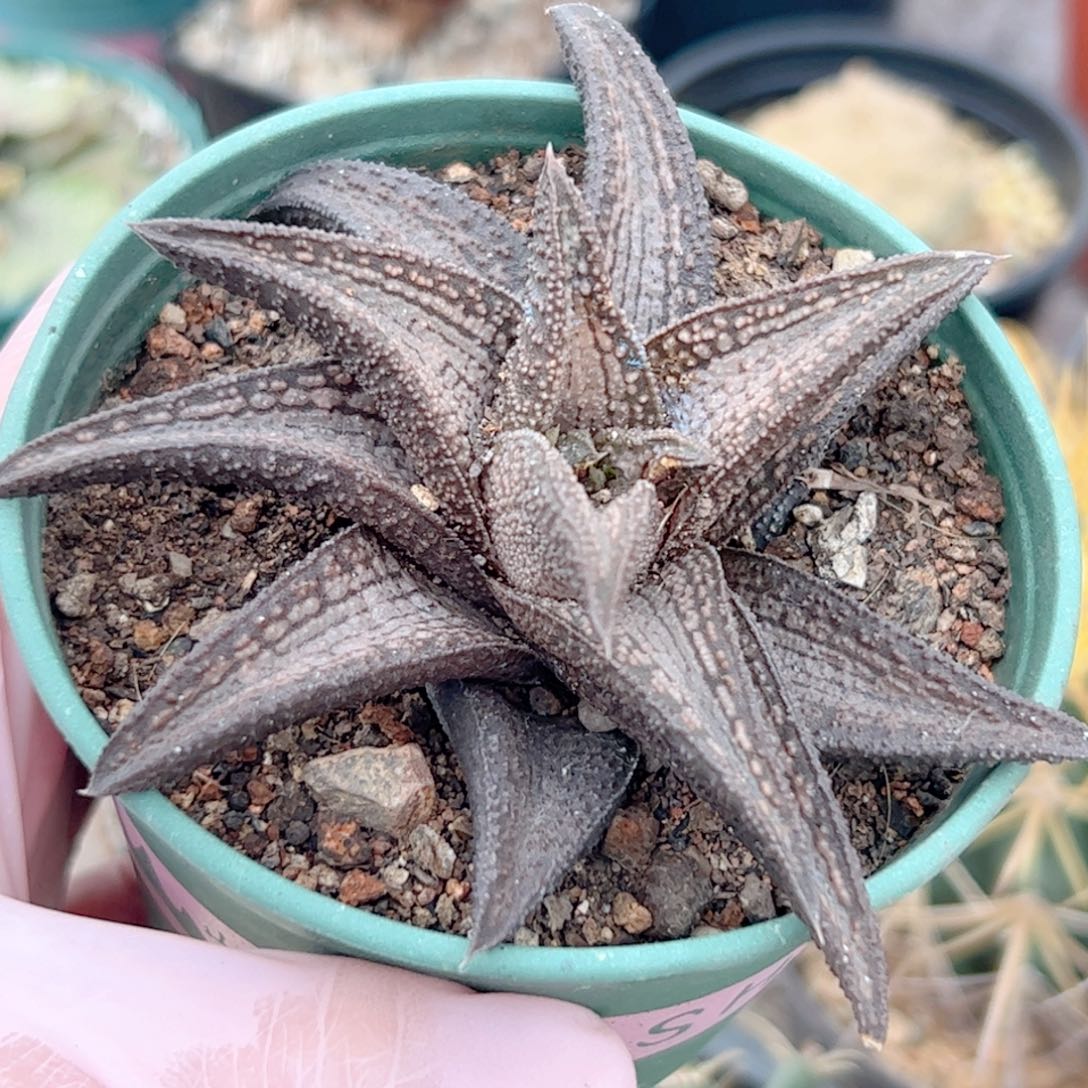 硬叶 锦带桥00000