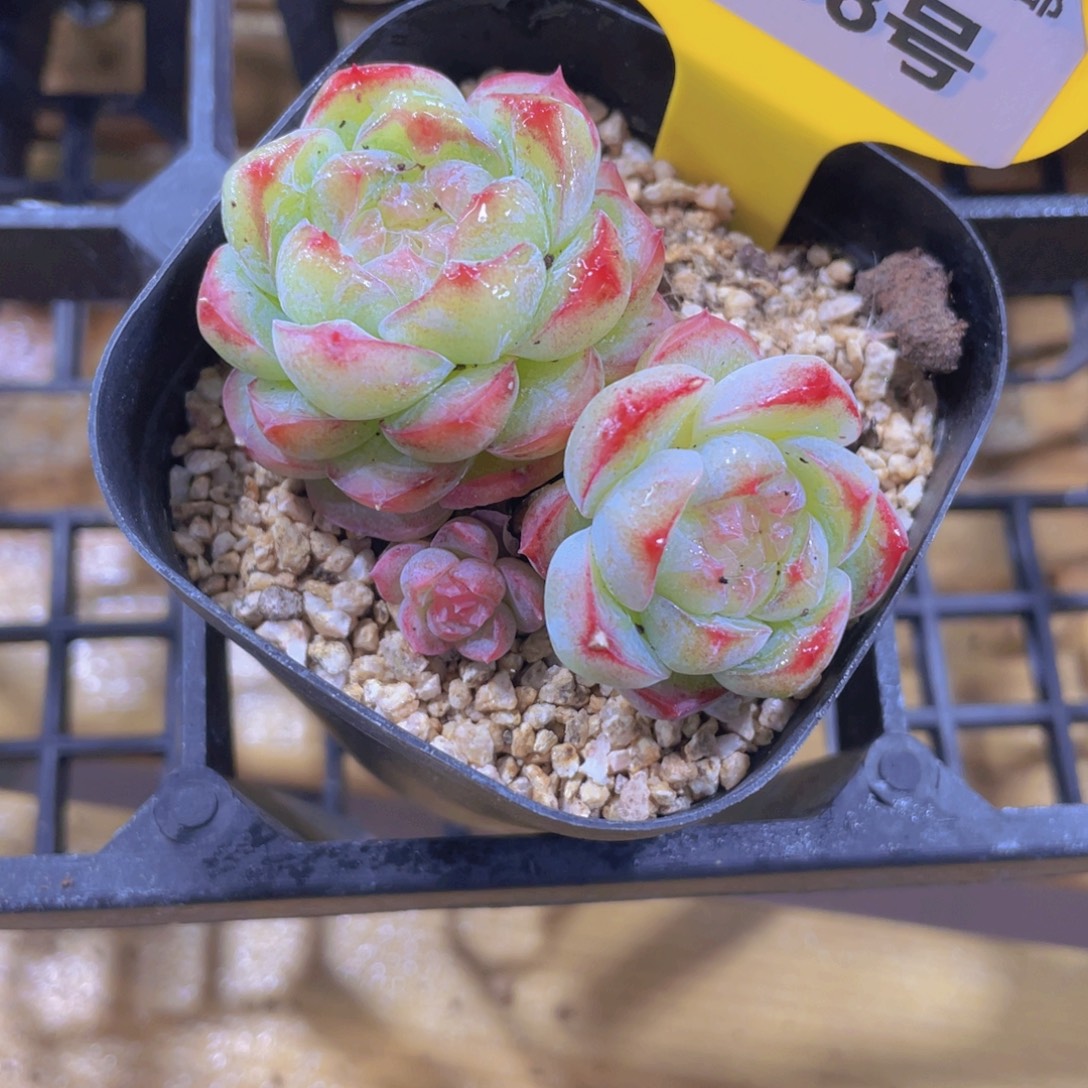 1268号 冰透花朵珍妮双头
