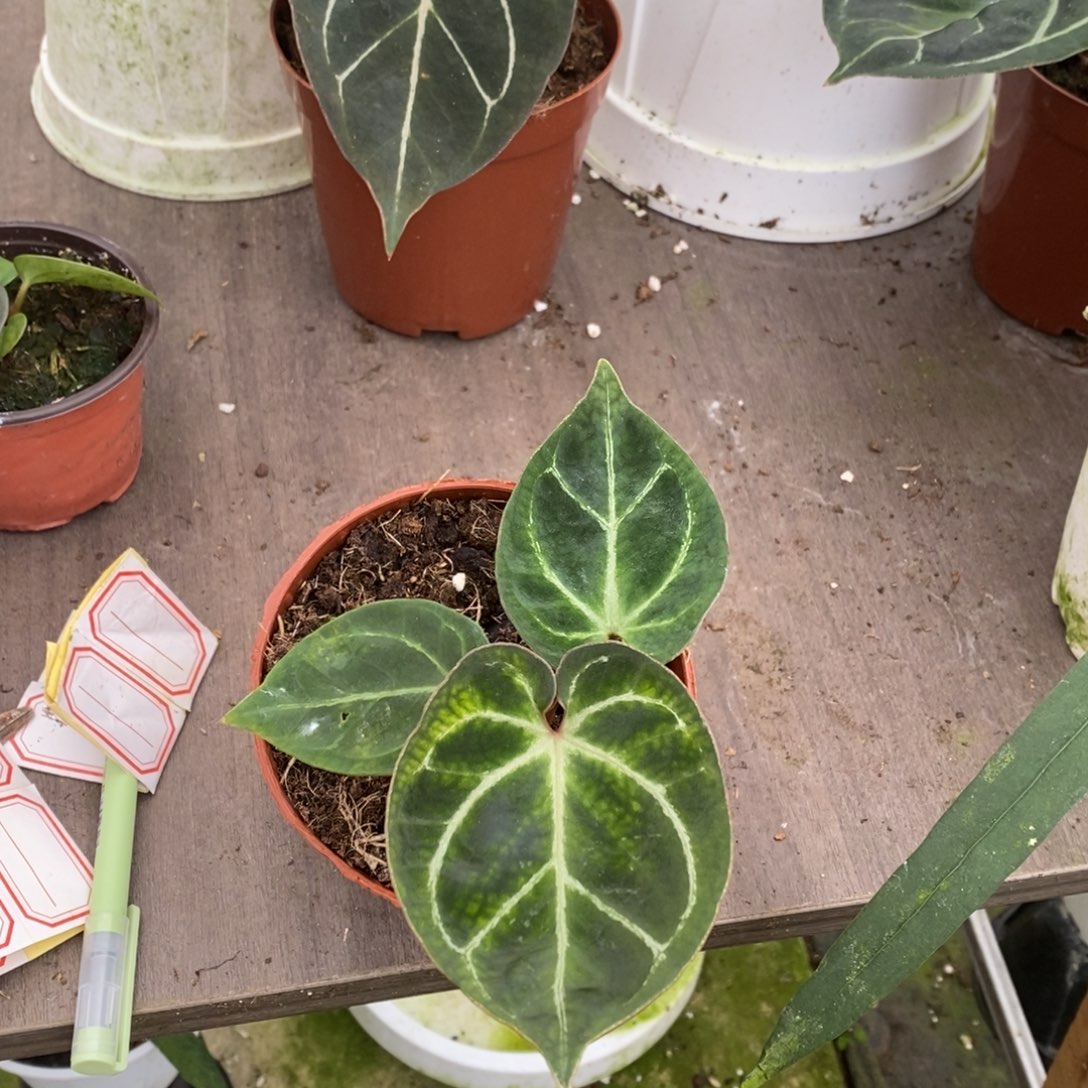 无花朵kos花烛小.