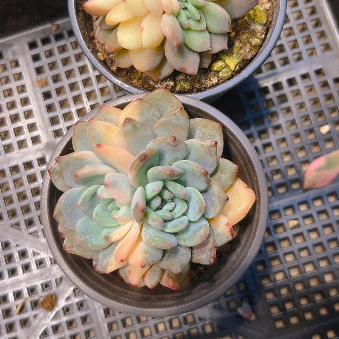 ღ***࿐冬云锦多肉2356788665433