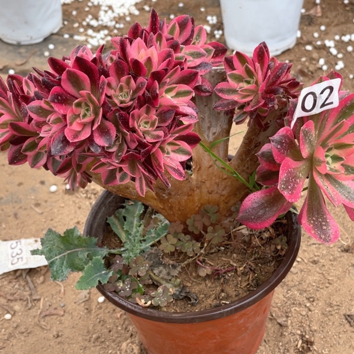 602多肉植物女巫缀微瑕