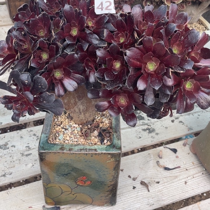 多肉多糖也太多吃起来有点辣