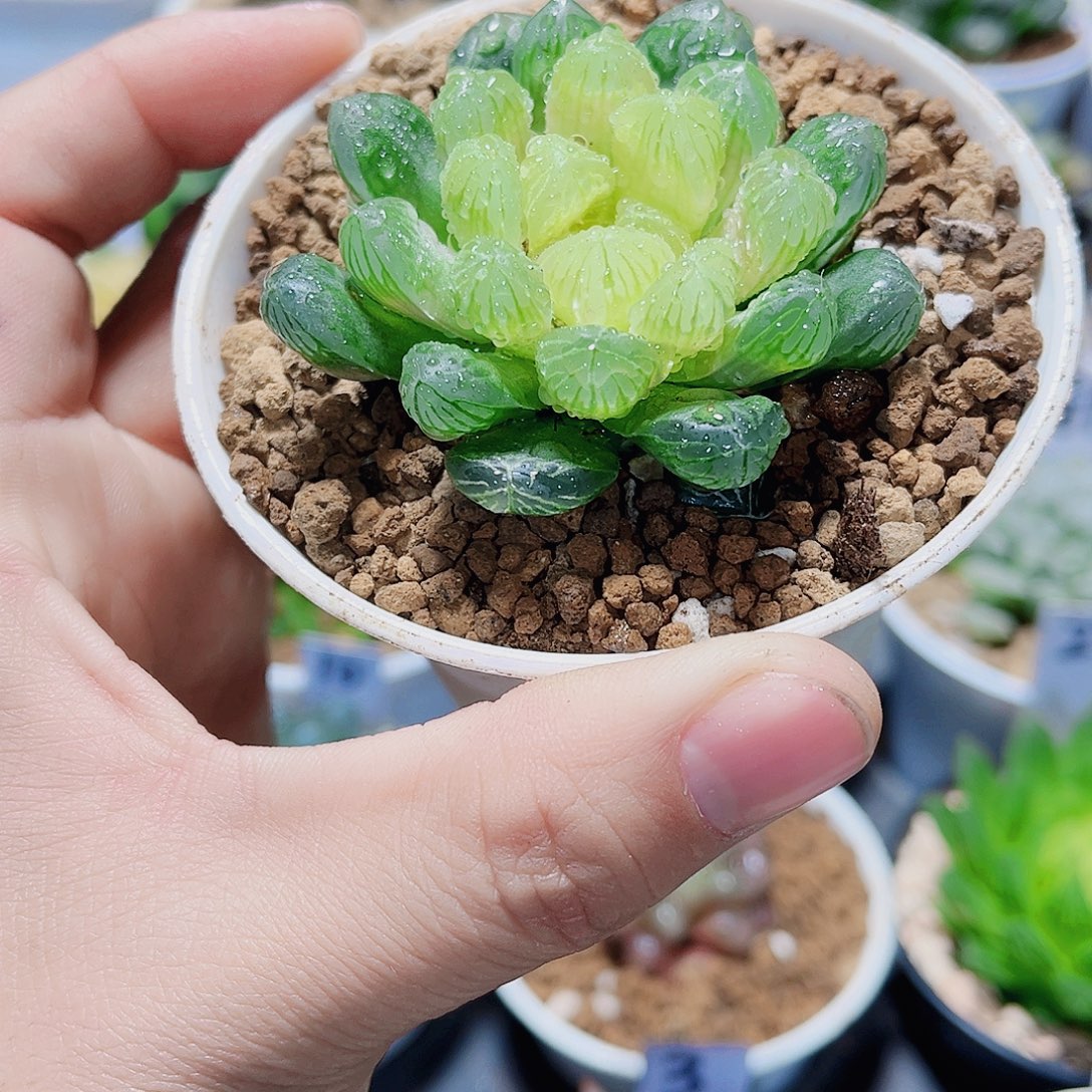 琥珀雨露新手福利