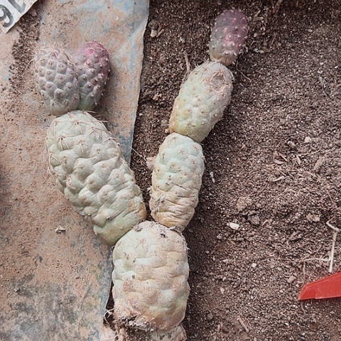 722清棚特价活动开始