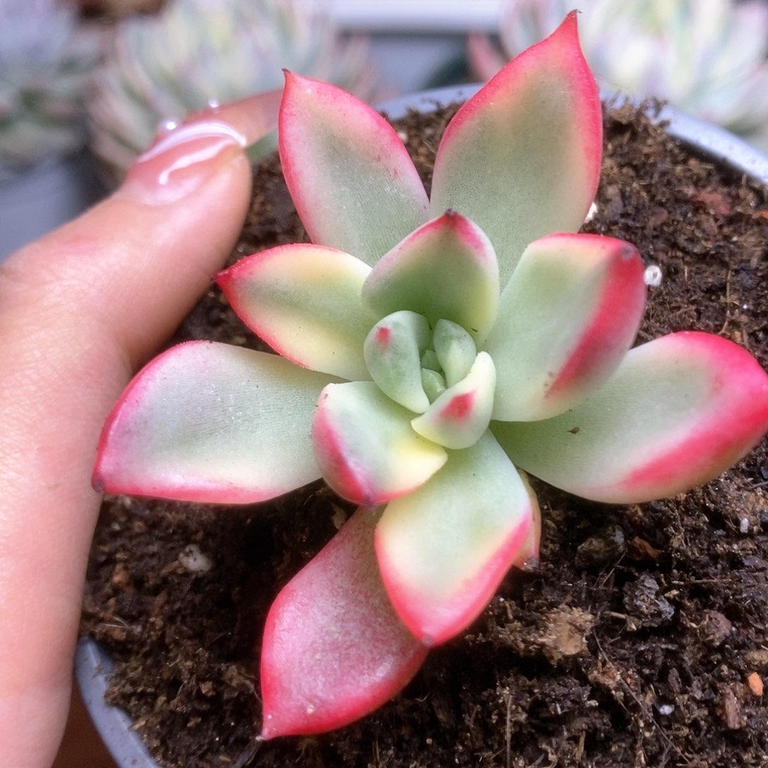 021金牛座锦锦锦锦锦锦