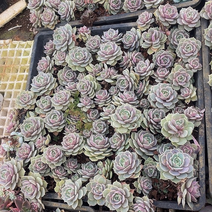 露娜连一盘29.5多肉散拼，脱土