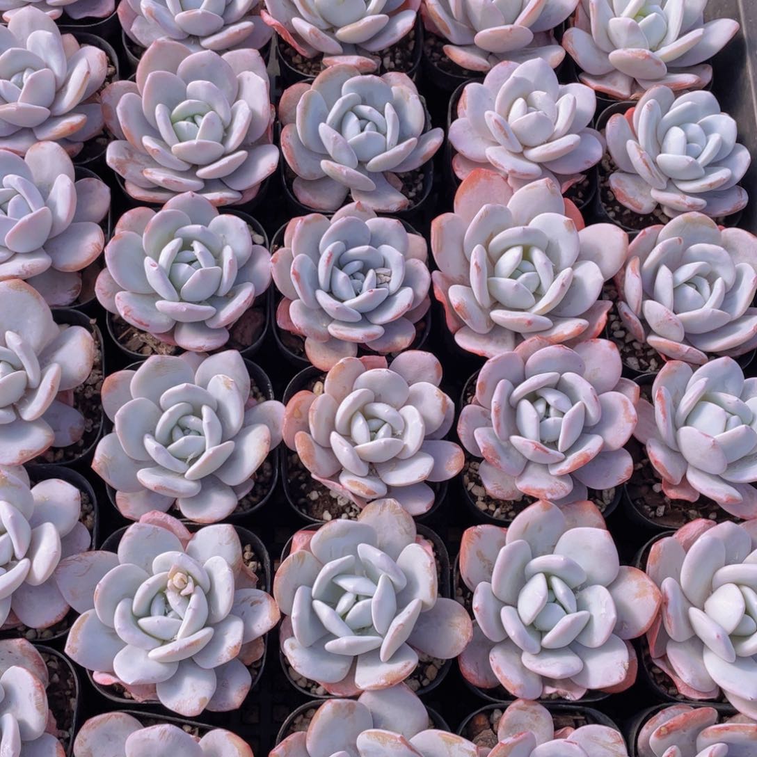 量拍63号 粉雪莲单头一个