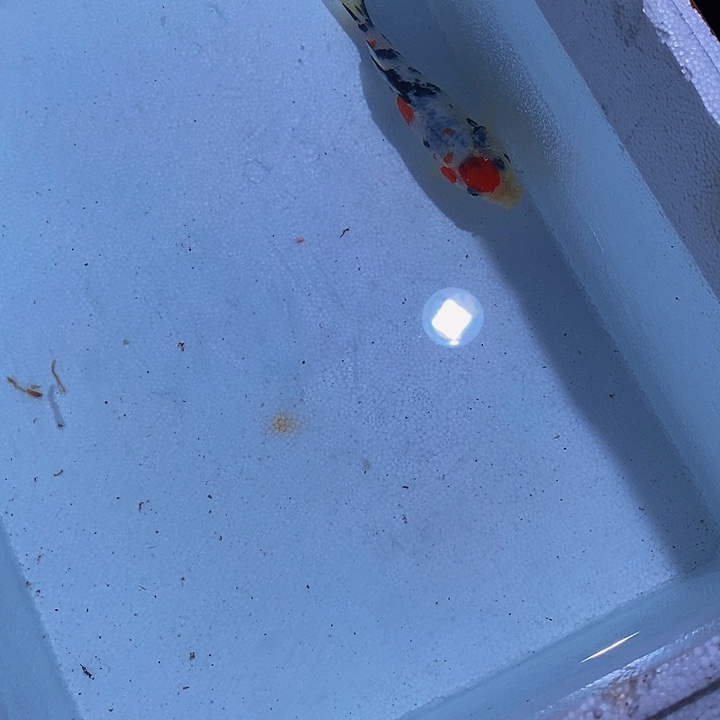 锦鲤锦鲤活鱼开箱包活