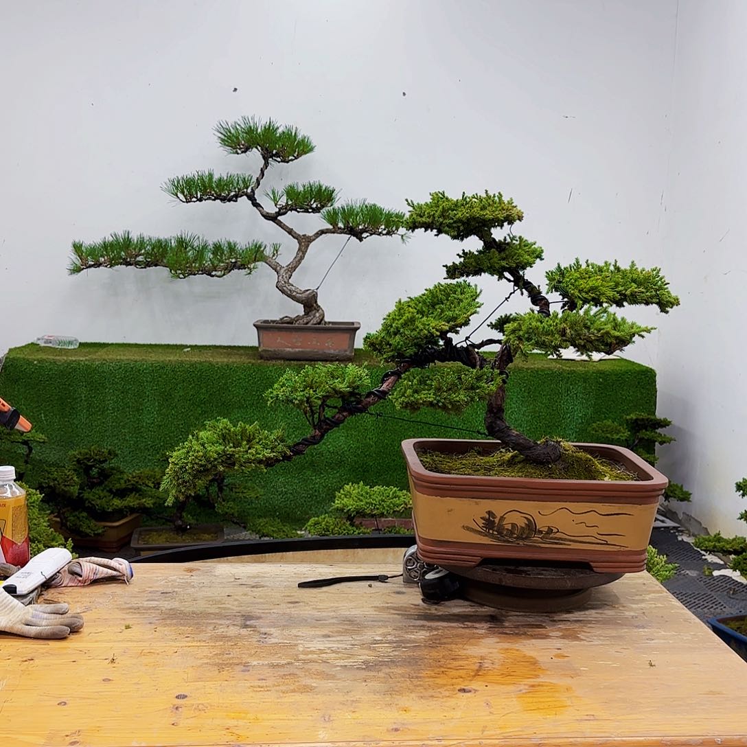 南*泽盆景盆景盆景盆景
