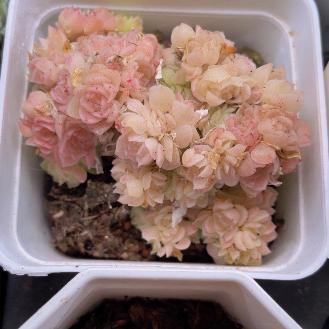 爱杜丽尔麦秆多肉9.9包邮发货