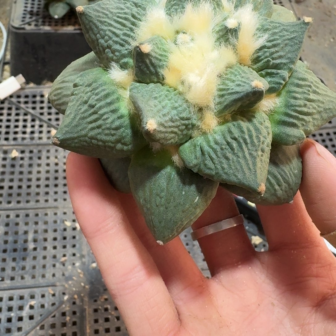 497号仙人球无根的