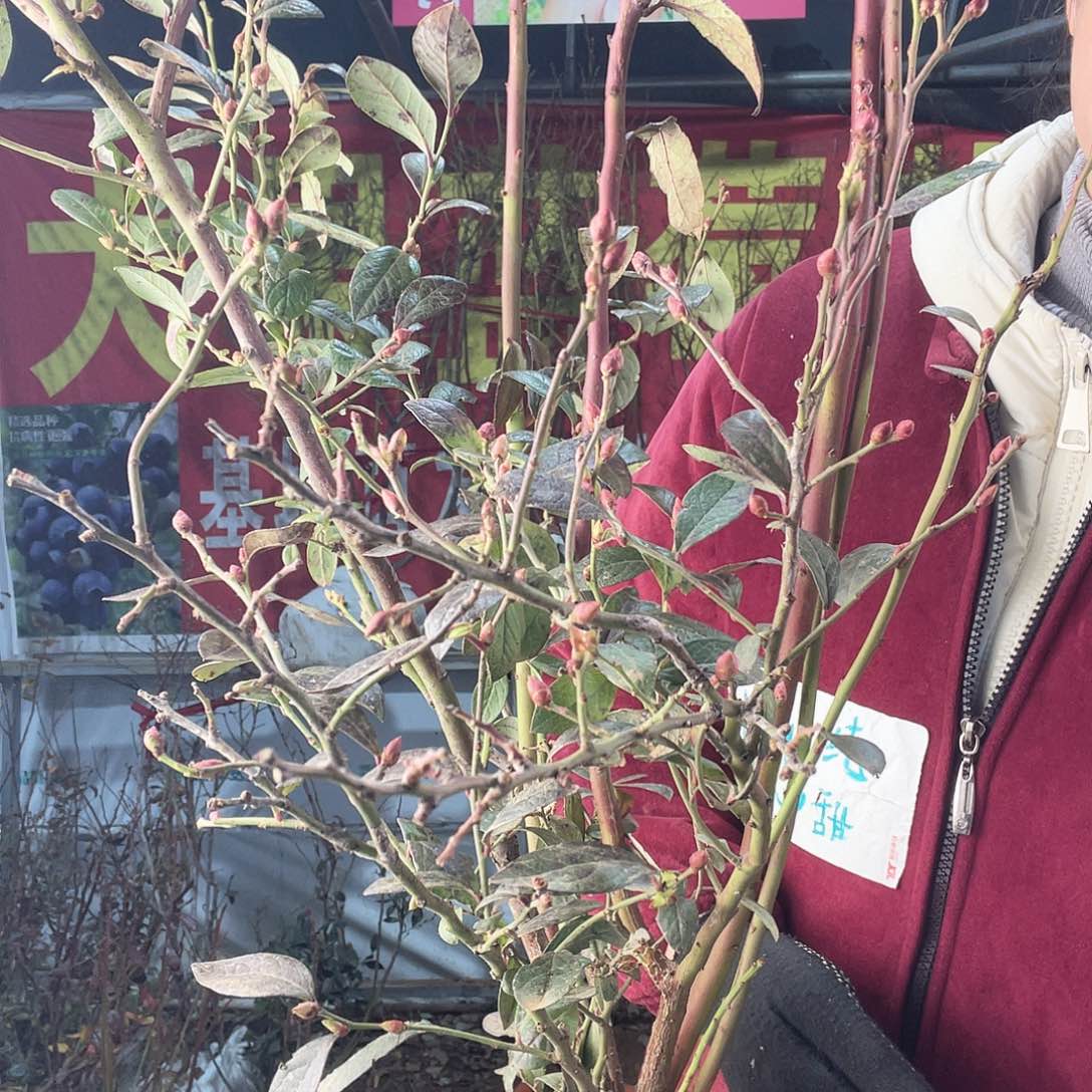 完全开放dg大果纯甜味的