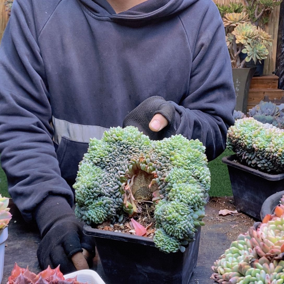 霞*C86号白胖子缀