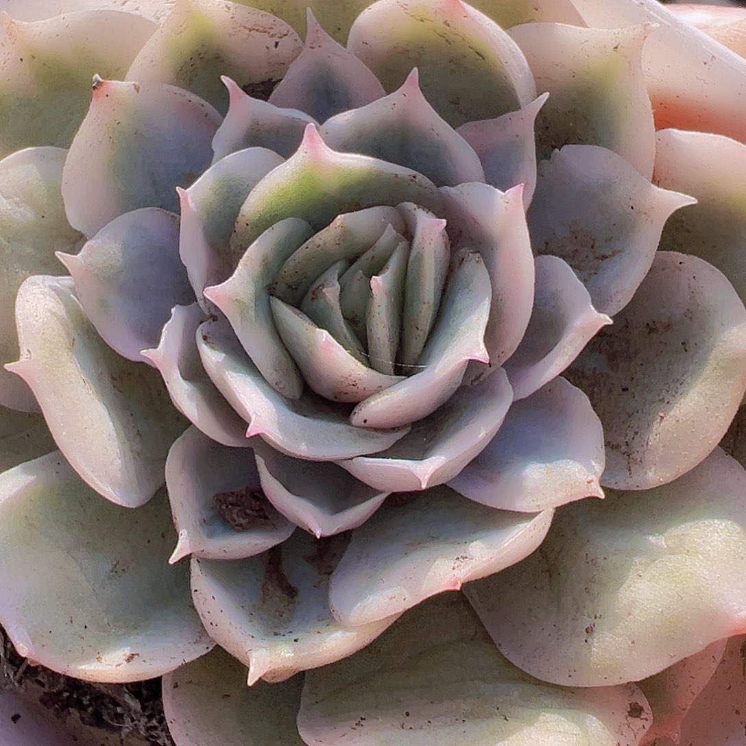 昂斯诺锦19包邮多肉