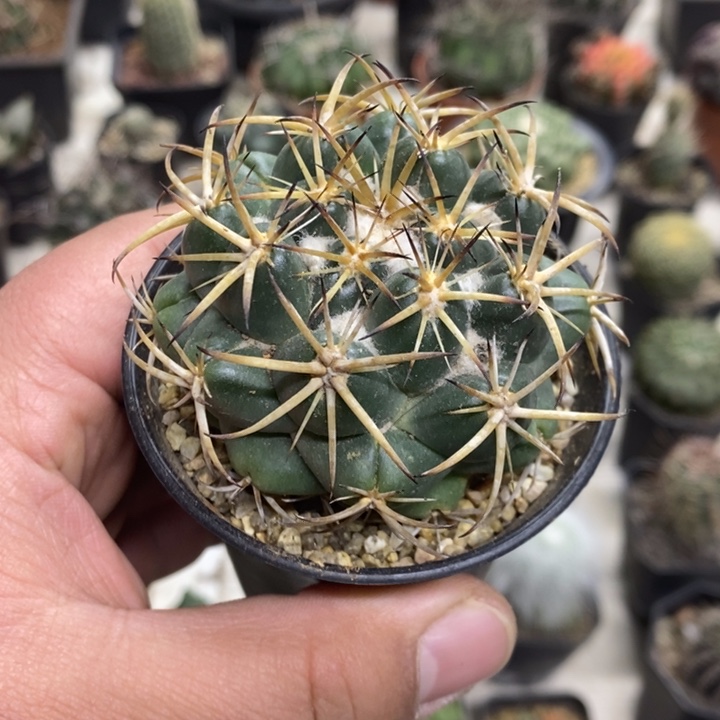 实生天丝象牙特价