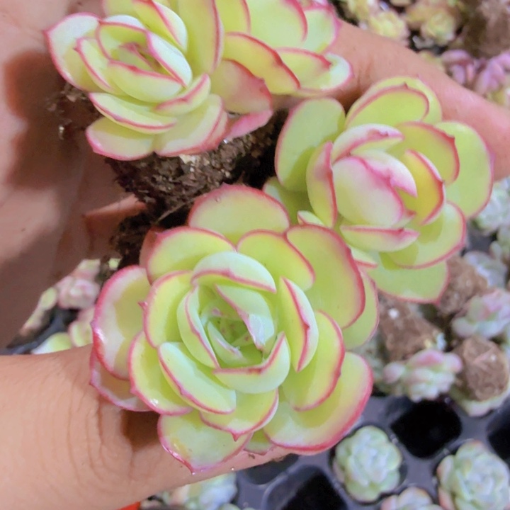 韩版牡丹亭穴盘五颗一组