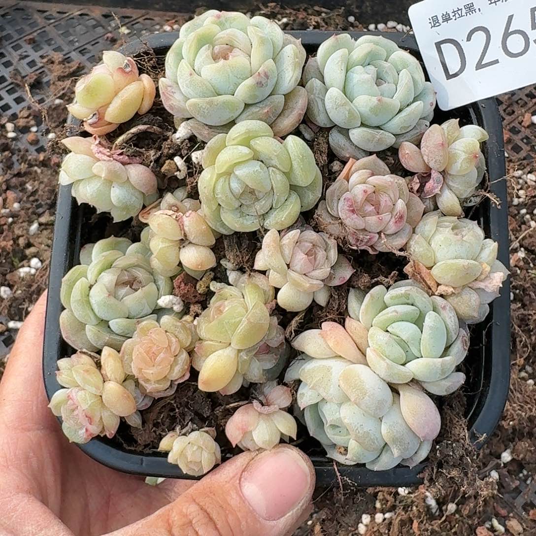 杂交新品珍妮多肉265