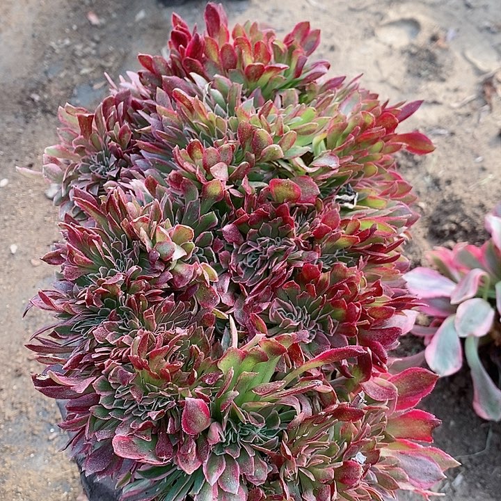 江苏老乡拍一颗25颗钱