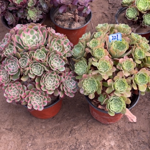 221多肉植物组合，