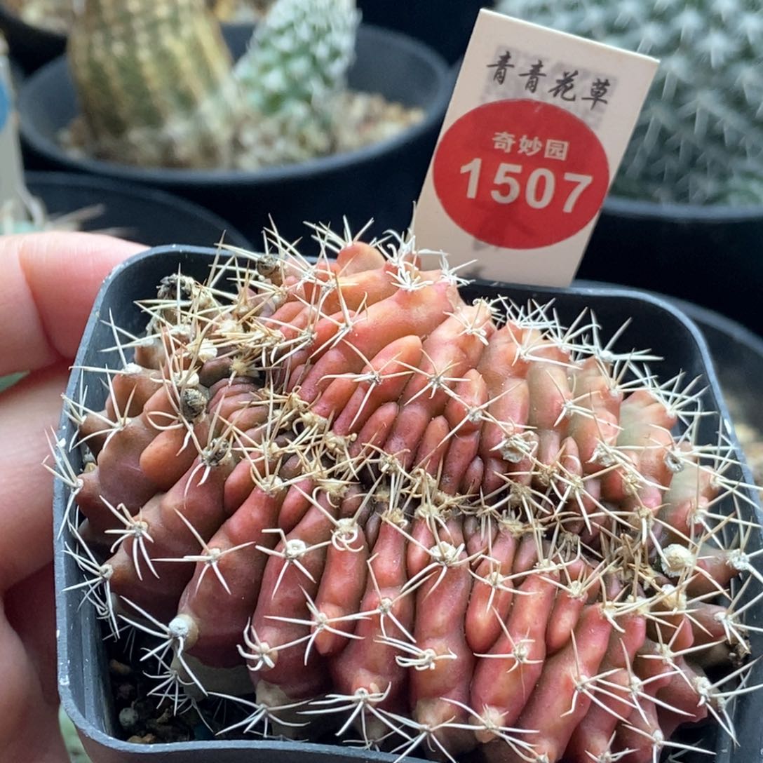 粉体翠晃冠缀化一棵