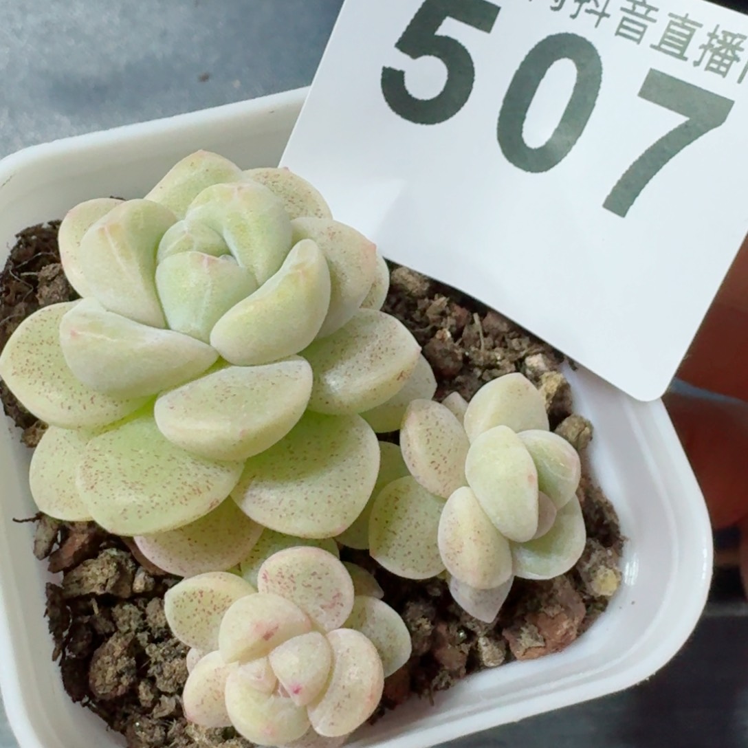 冰玉         精品多肉