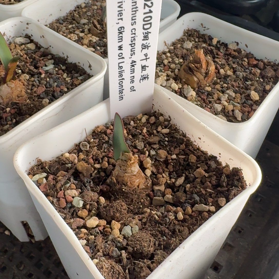 波叶血莲一个带盆发约2.7cm