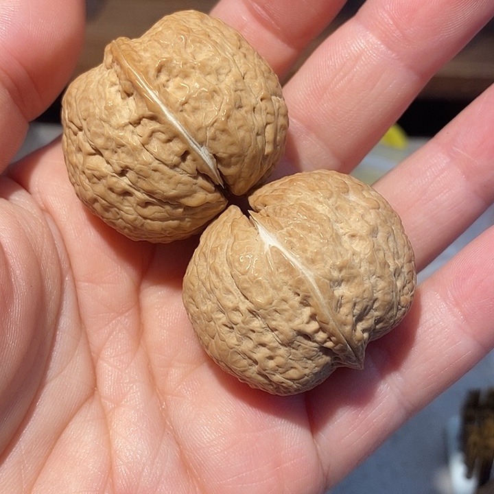 把件文玩核桃78777777