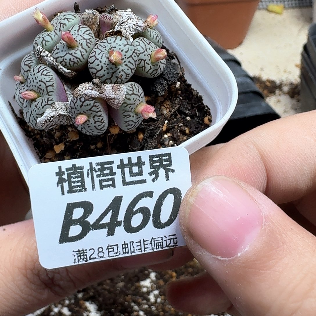 多肉W的人生法fbh