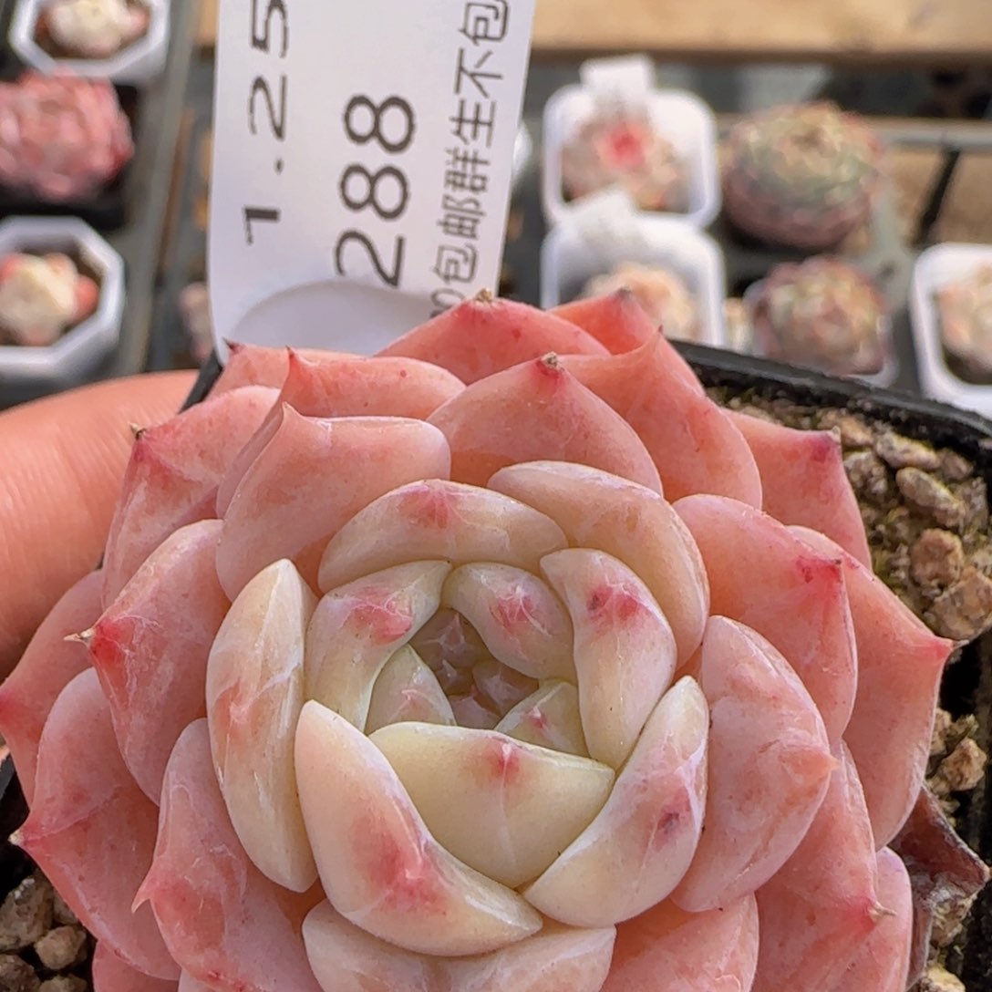 冰魄单头一颗脱土发货