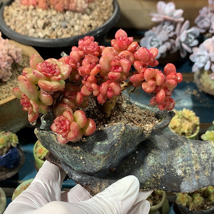 苹果花朵朵缀一体