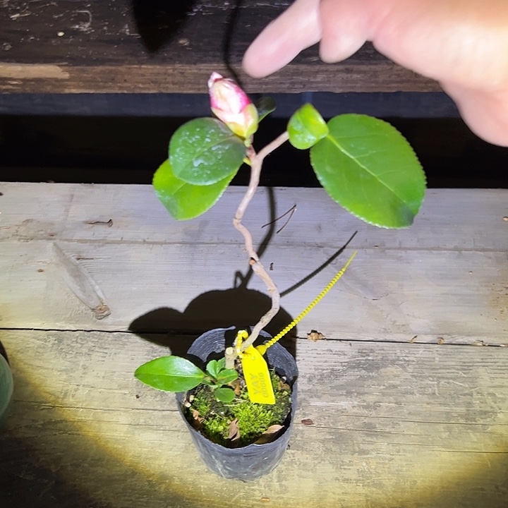 无花朵盆景不包邮00666