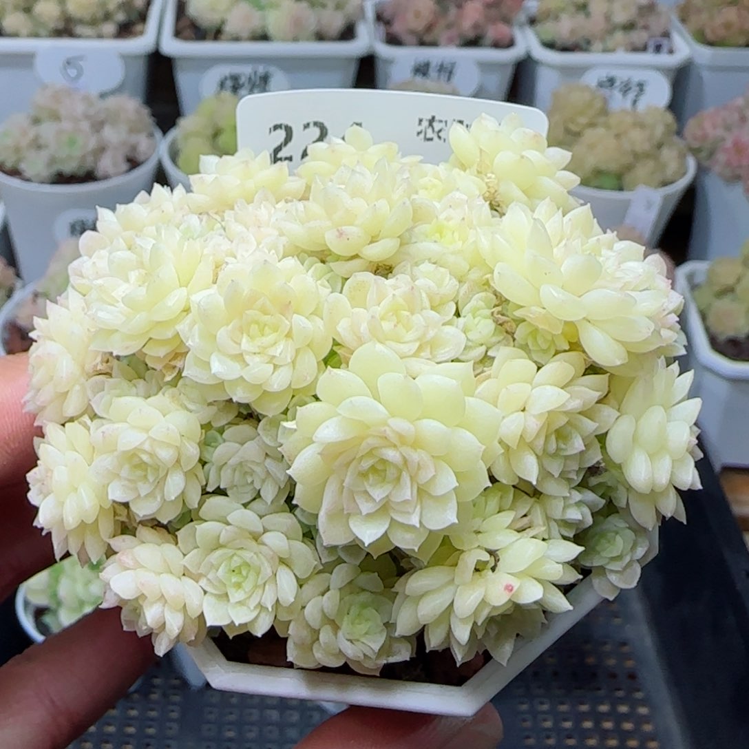 【闪购商品】0306-224优选麦杆