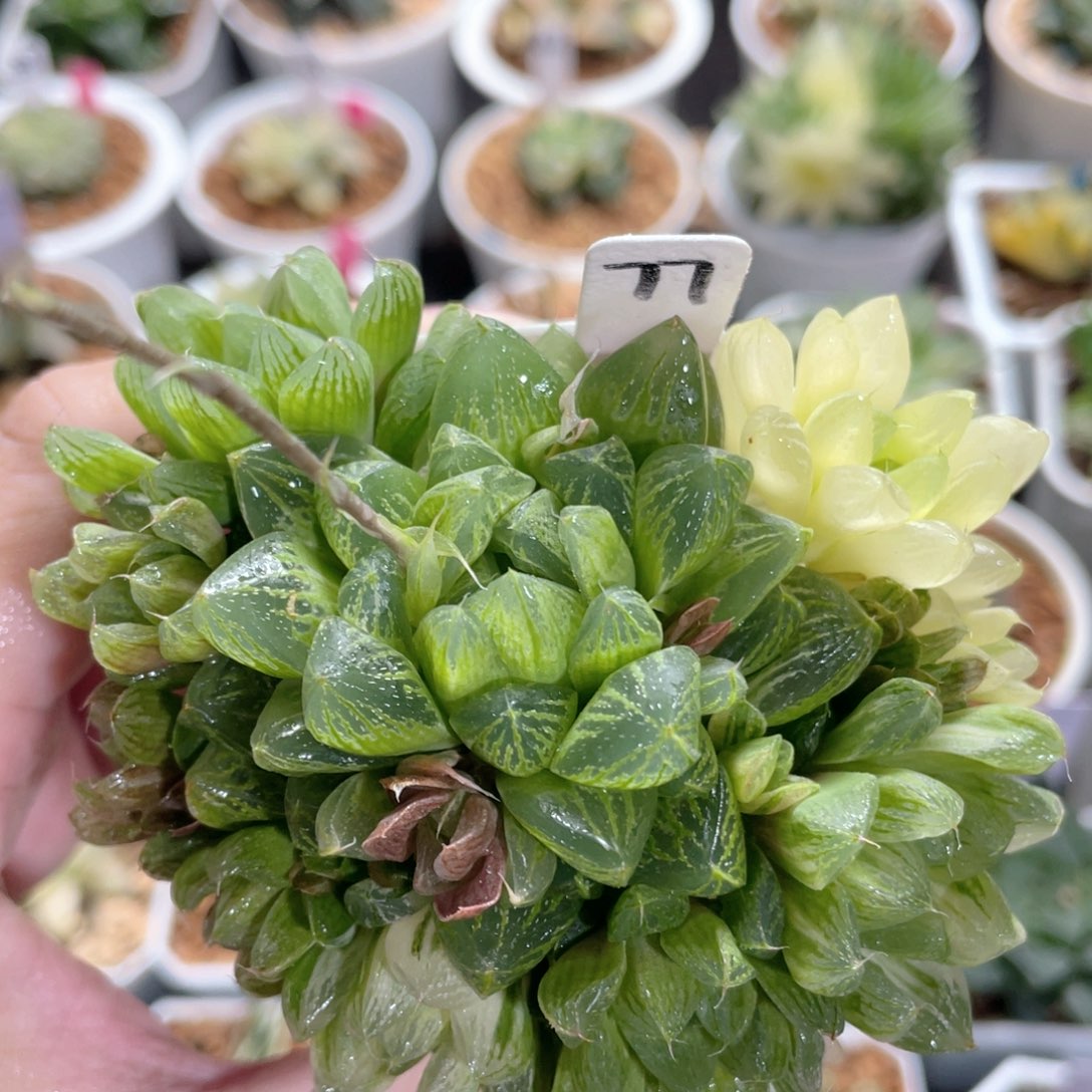 77雪花玉露锦群。            