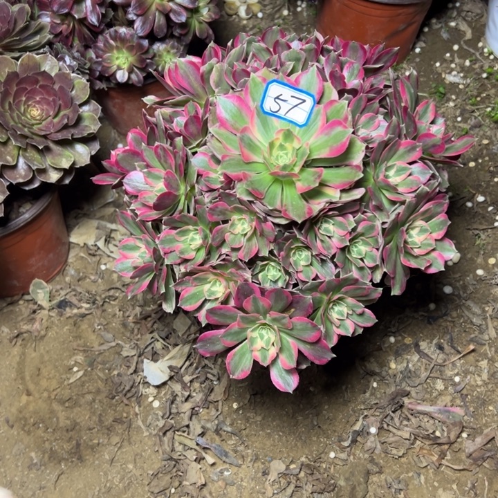 多肉植物粉妖月57