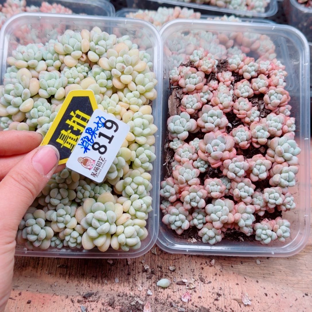 多肉植物多肉植物