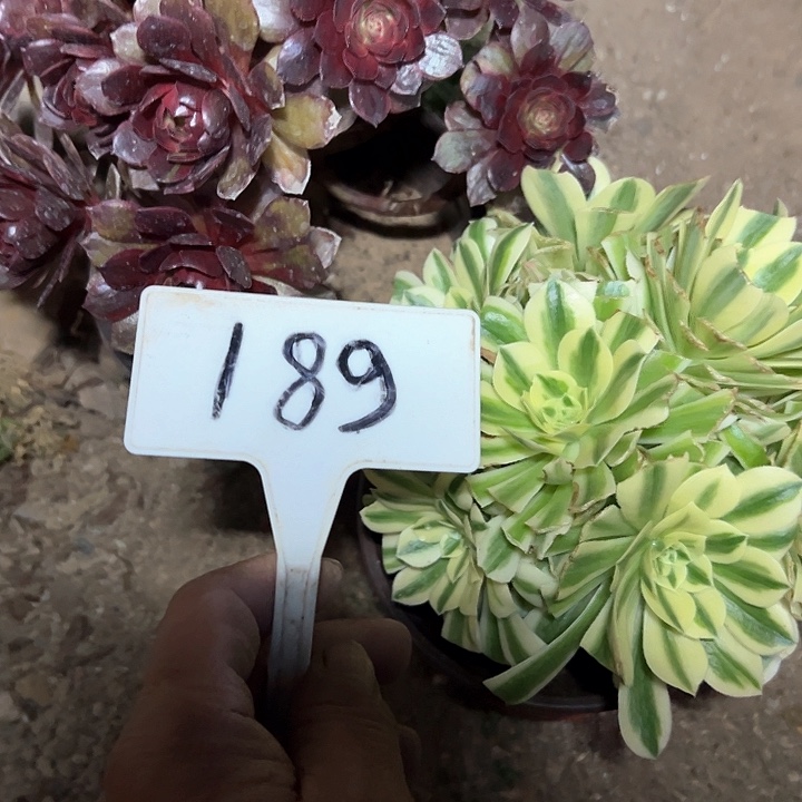 我**翔多肉植物组合法师