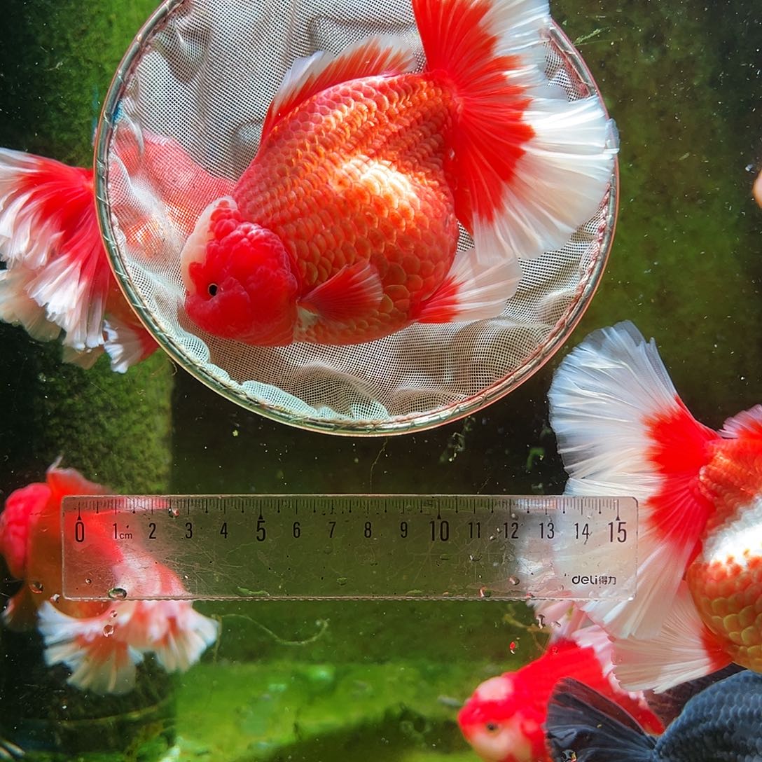 金鱼冷水金鱼百褶泰狮