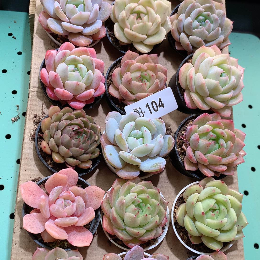 3-104一物一拍带盆18颗