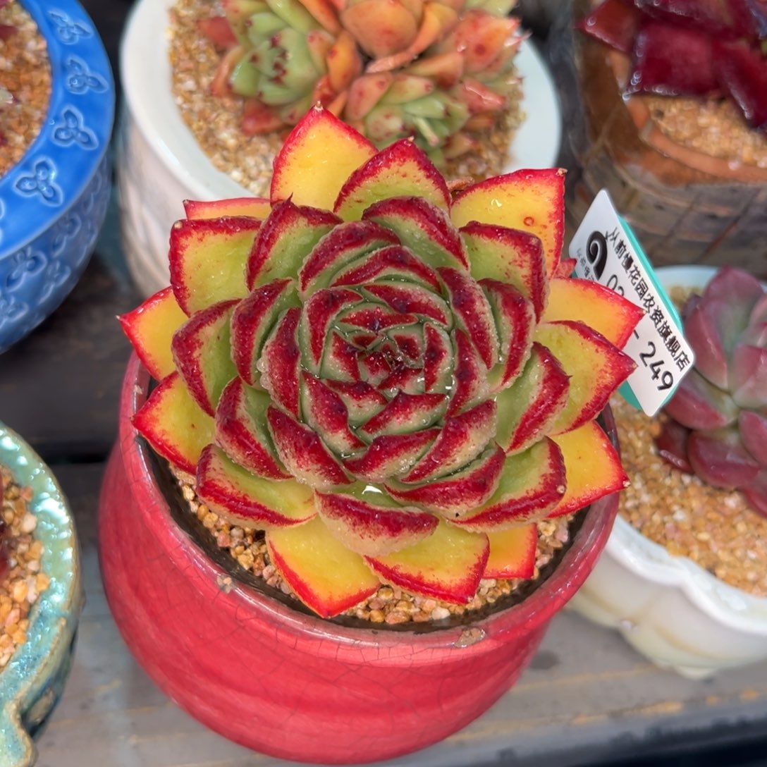 多肉一物一拍0217-249