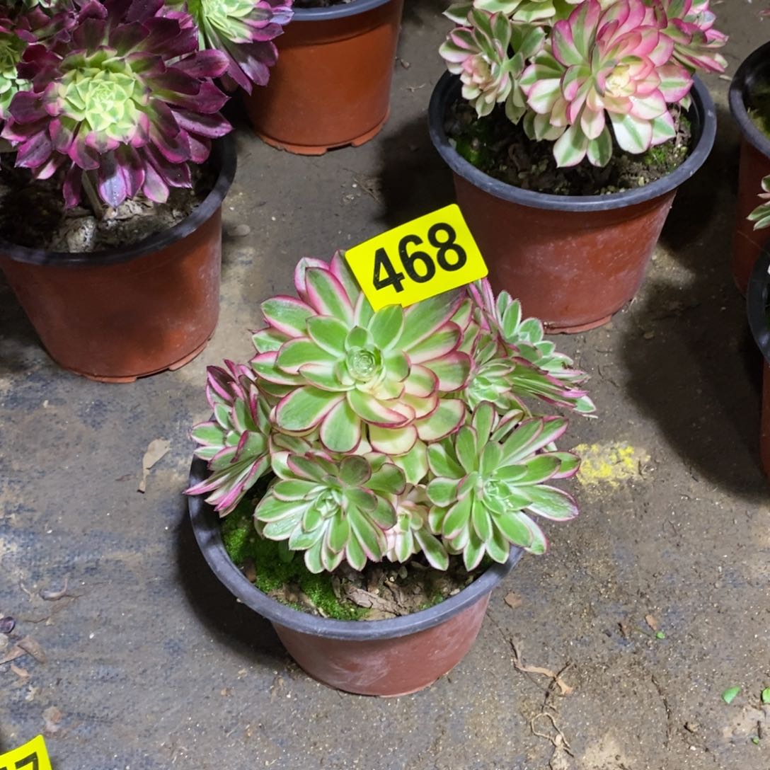 荔枝多肉法师468