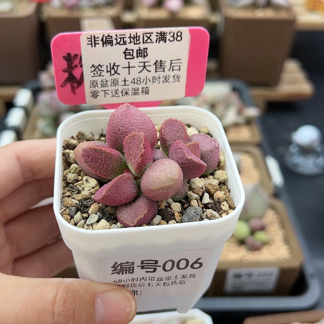 006赛猪肝多肉植物