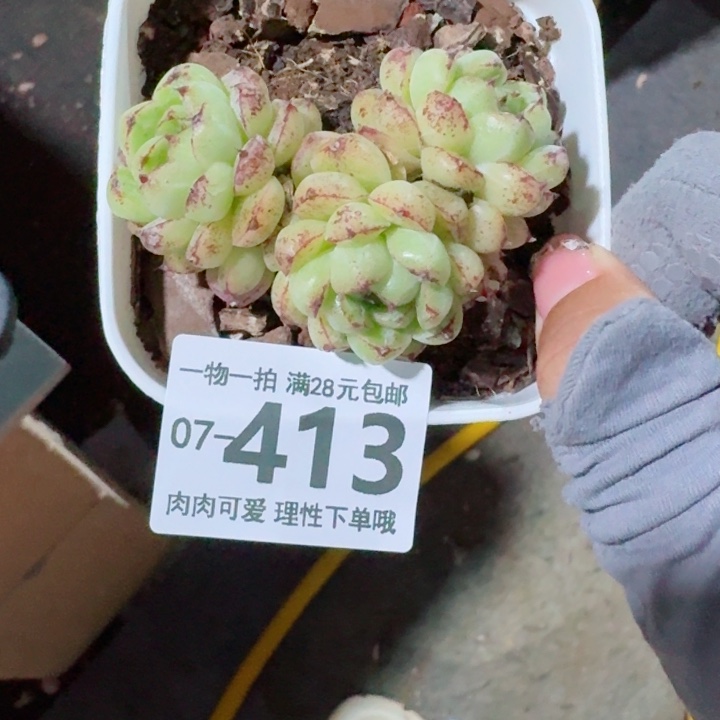 赤水晶多肉植物多肉植物多肉